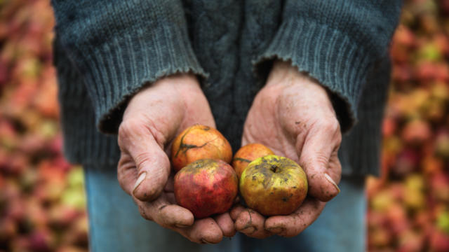 Pommes à cidre - Groult