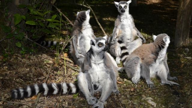 Safari Des Lémuriens Parc Zoologique Cerza Lisieux