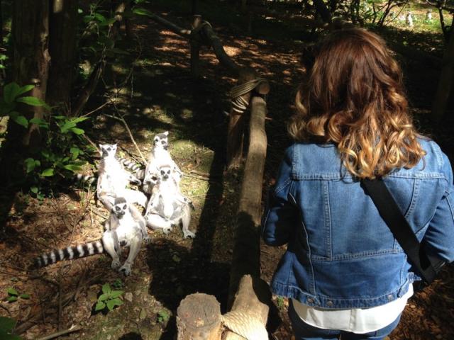 Safari Des Lémuriens Parc Zoologique Cerza Lisieux