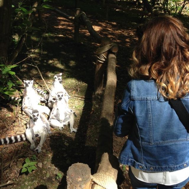 Safari Des Lémuriens Parc Zoologique Cerza Lisieux