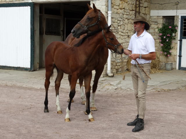 Haras D'écajeul©sdufour