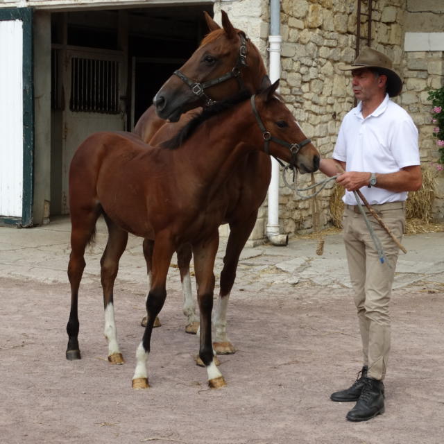 Haras D'écajeul©sdufour