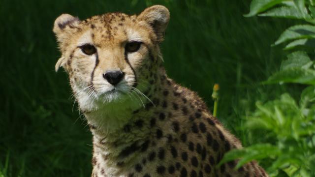 Parc Zoologique Cerza Guepard