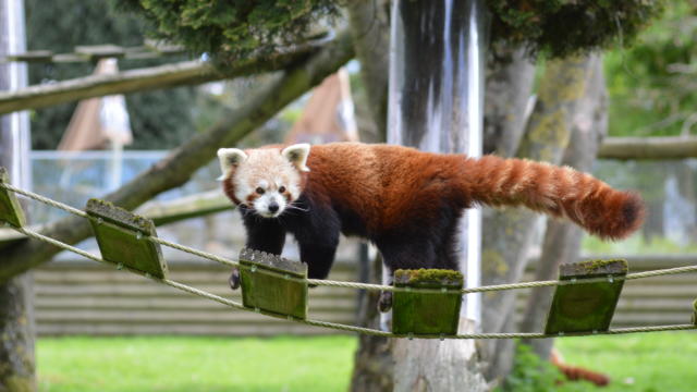 Parc Zoologique Cerza Panda Roux