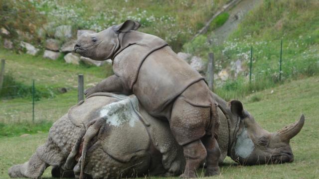 Parc Zoologique Cerza Rhinoceros