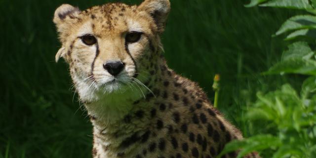 Parc Zoologique Cerza Guepard