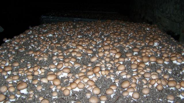 La Champignonnière D'orbec Une Table De Champignons De Paris