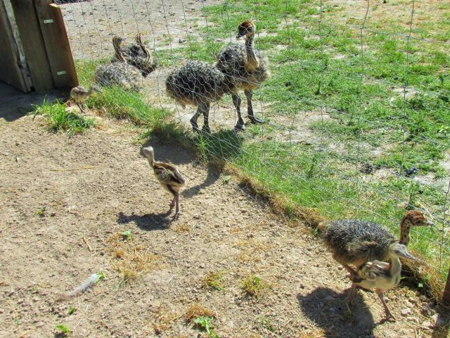 Bebes Clos Des Ratites Lisieux Normandie