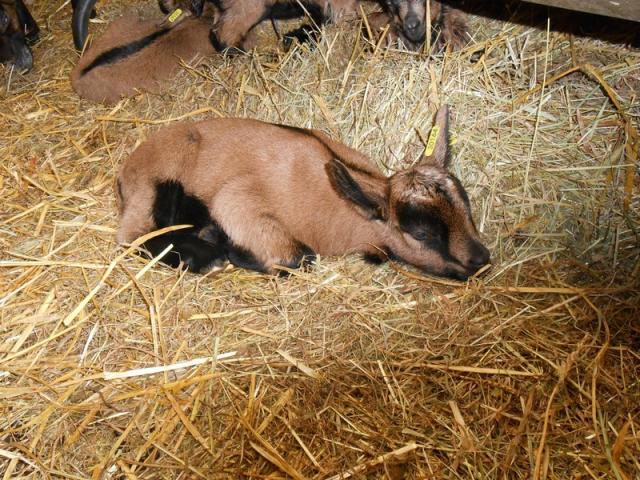 Ferme De La Biquetiere A Tortisambert Chevre Seule