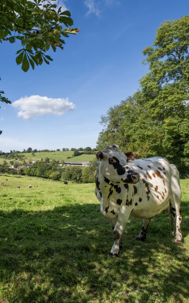 Vache normande et paysage de campagne de Lisieux Normandie