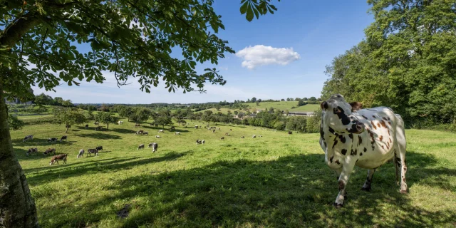 Vache normande et paysage de campagne de Lisieux Normandie