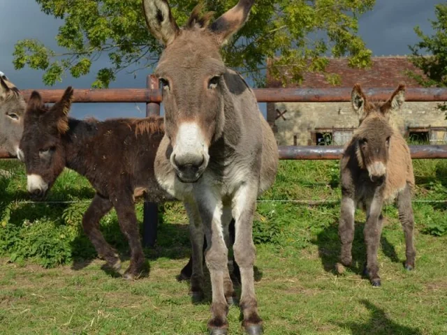 Asinerie Au Paradis Des Anes Du Pays Dauge