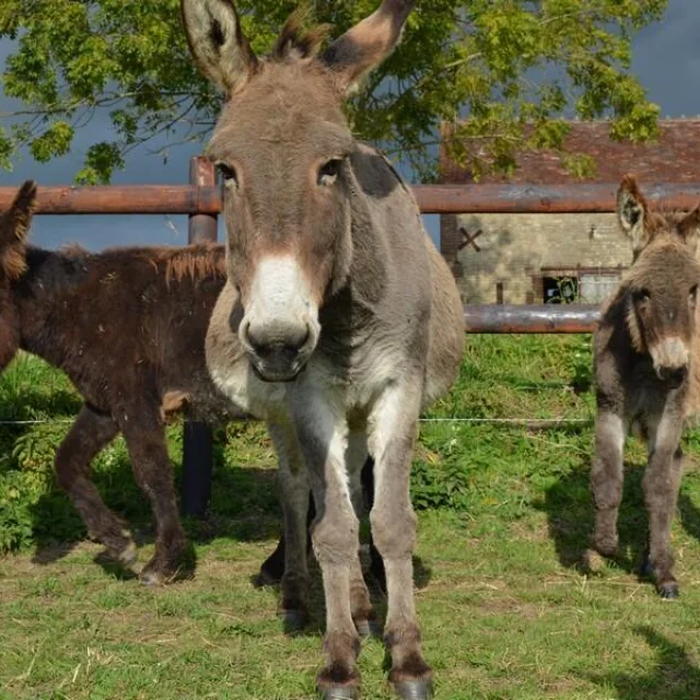 Asinerie Au Paradis Des Anes Du Pays Dauge