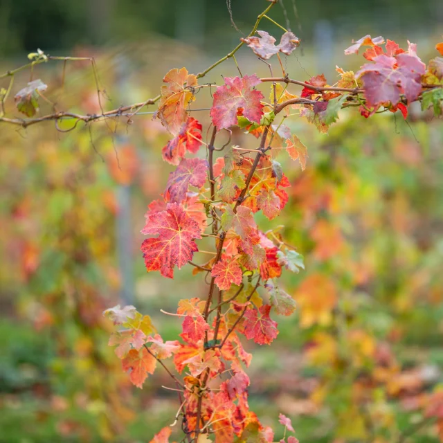 Vignoble Du Domaine Des Deserts