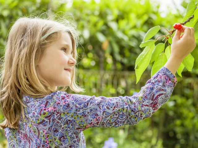 girl and cherry tree with summer sun in background